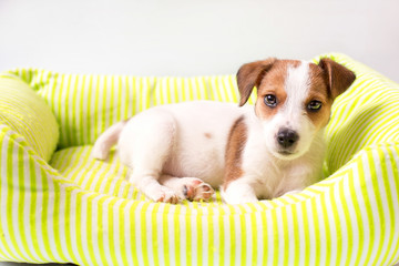 The puppy of the jack-russel breeder breeds on the mattress.