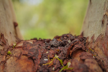 Fototapeta premium Old rough brown dry tree trunk surface closeup