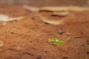 Green leaf with white fungus on the ground