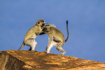 Vervet monkey in Kruger National park, South Africa