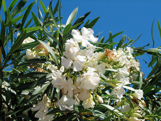 Nerium oleander