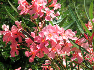 Nerium oleander
