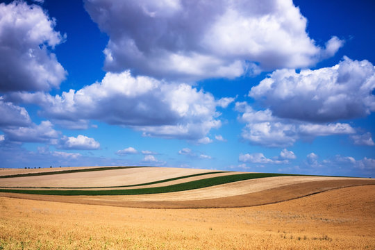 Weizenfeld mit Quellwolken