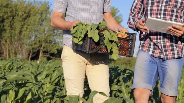 Farmer evaluates vegetables using a tablet