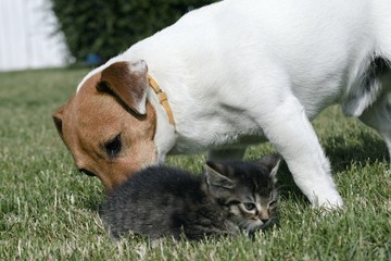 Little kittens play in the grass