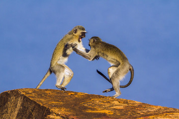 Vervet monkey in Kruger National park, South Africa