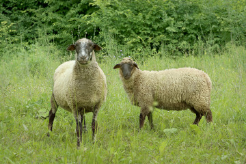 Naklejka premium Two sheep in meadow. Farm animal sheep in grass.