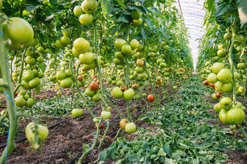 Ripening tomatoes in the greenhouse