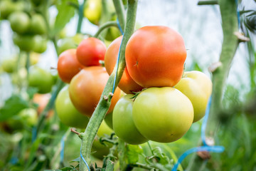 A bunch of large, ripening tomatoes