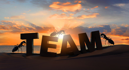 3D rendering, Ants, team building