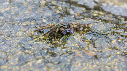 Crab with excellent camouflage on wet sea stone