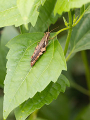 Small grasshopper on leaf