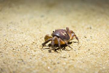 Land crab at night with light from Thailand