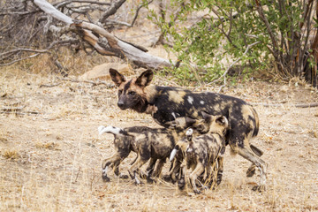African wild dog in Kruger National park, South Africa