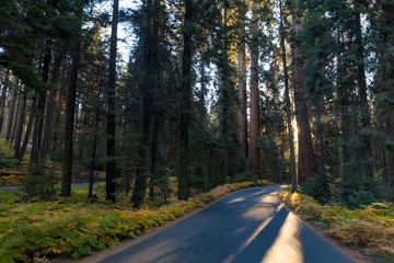 Fototapeta na wymiar Sequoia National Park at Sunrise