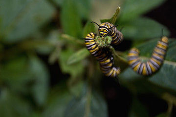 Monarch butterfly caterpillar feeding on milkweed plant on blossom