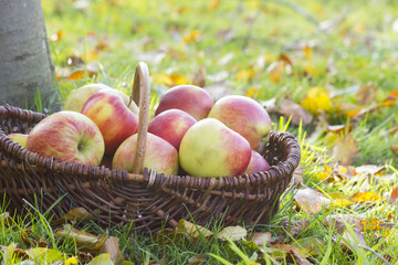 fresh apples in a basket