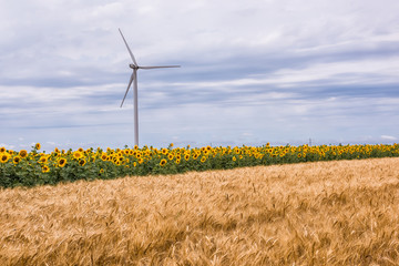 A field of wheat and a field of sunflowers and a lost generator. Beautiful sky with clouds. Wind generator among fields of wheat and sunflowers
