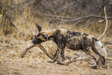 African wild dog in Kruger National park, South Africa