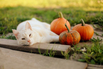 little pumpkins and a cat in warm autumn day