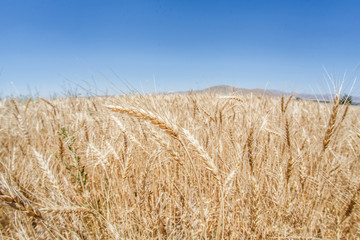 Fototapeta premium Wheat ears