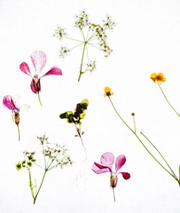 dry flowers