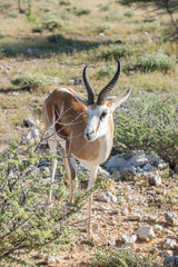 Springbok