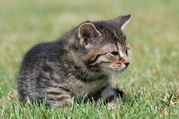 Naklejka na ściany i meble Little kittens play in the grass