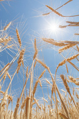 Fototapeta premium Wheat ears