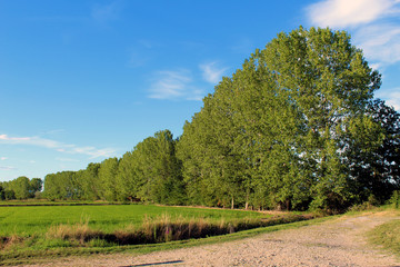 Birch trees near a paddy in summer