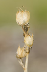 hyacinthoides non-sripta) seed heads
