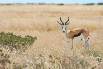 Springbok