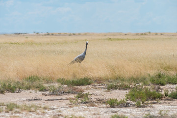 Fototapeta premium Blue crane