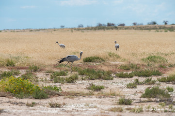 Obraz na płótnie Canvas Blue crane walking in Etosha National Park in Namibia