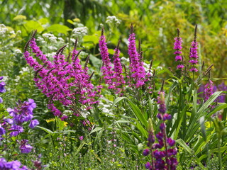 Fototapeta premium Lythrum salicaria - purple loosestrife 