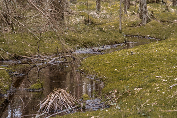 Small forest brook flowing through the moss
