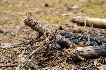 Fototapeta na wymiar Ashes from burned pile of dry brushwood on the ground in the forest.