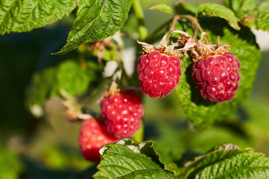 Bunch of ripe red raspberries on a branch in a garden