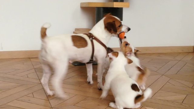 Adult mom dog play with a puppies indoor