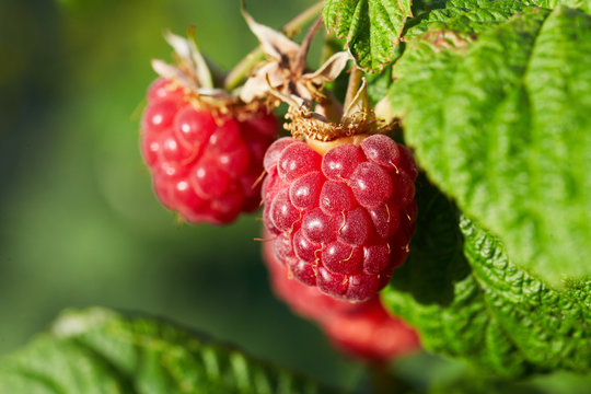 Close up of ripe red raspberries on branch