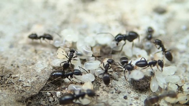 Frame, Ants Images – Browse 2,246 Stock Photos, Vectors, and Video ...