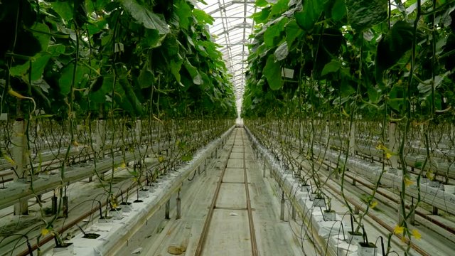 Growing cucumbers in the greenhouse by method of drip irrigation. Smooth camera movement.