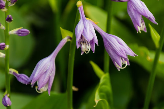 lavender hosta is finally blooming in the garden