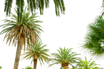 Fototapeta na wymiar Palm Tree Crowns on Bright Sky Background. Summer Vacation Concept.