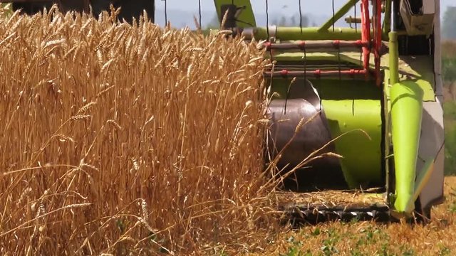 Combine harvester machine harvesting ripe wheat crops in cultivated agricultural field
