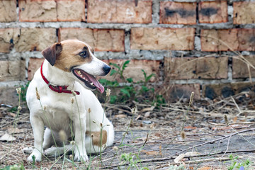 Old brick wall background and a dog Jack Russell Terrier sitting next to the a ruined abandoned house