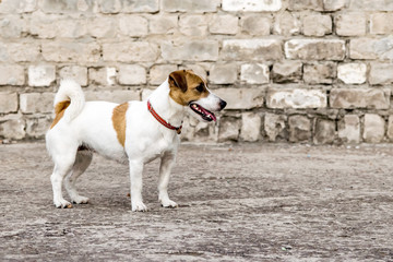Gray ruined brick wall background and a standing dog Jack Russell Terrier