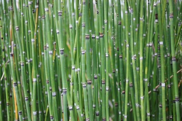 horsertail grass is look like bamboo and can use for decoration
