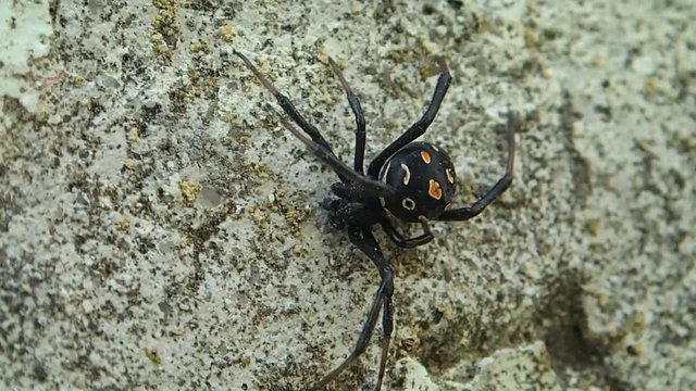 Young black widow spider