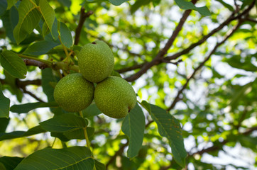 Three Gret green nuts, on a tree in the summer